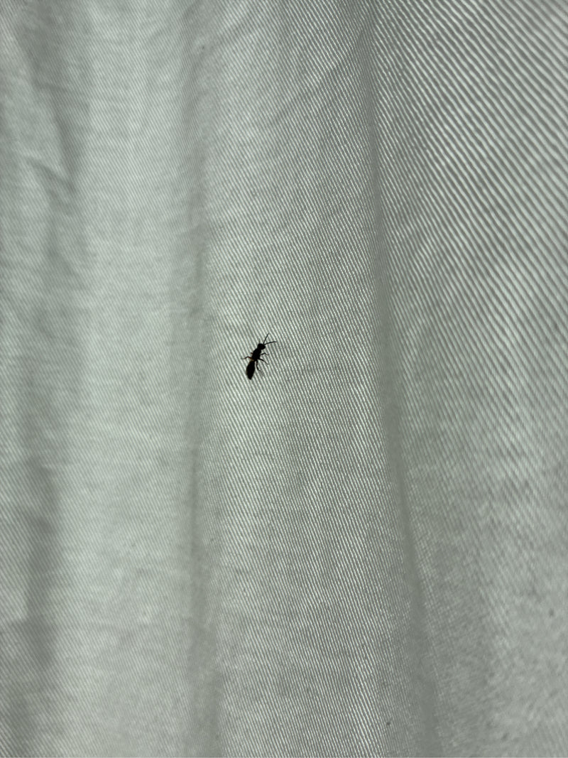 Rotköpfiger Zipfelkäfer — Bild 2 von 15