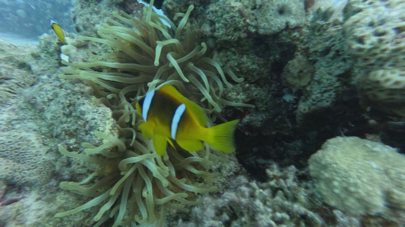 Rotmeer-Anemonenfisch — Bild 1 von 1