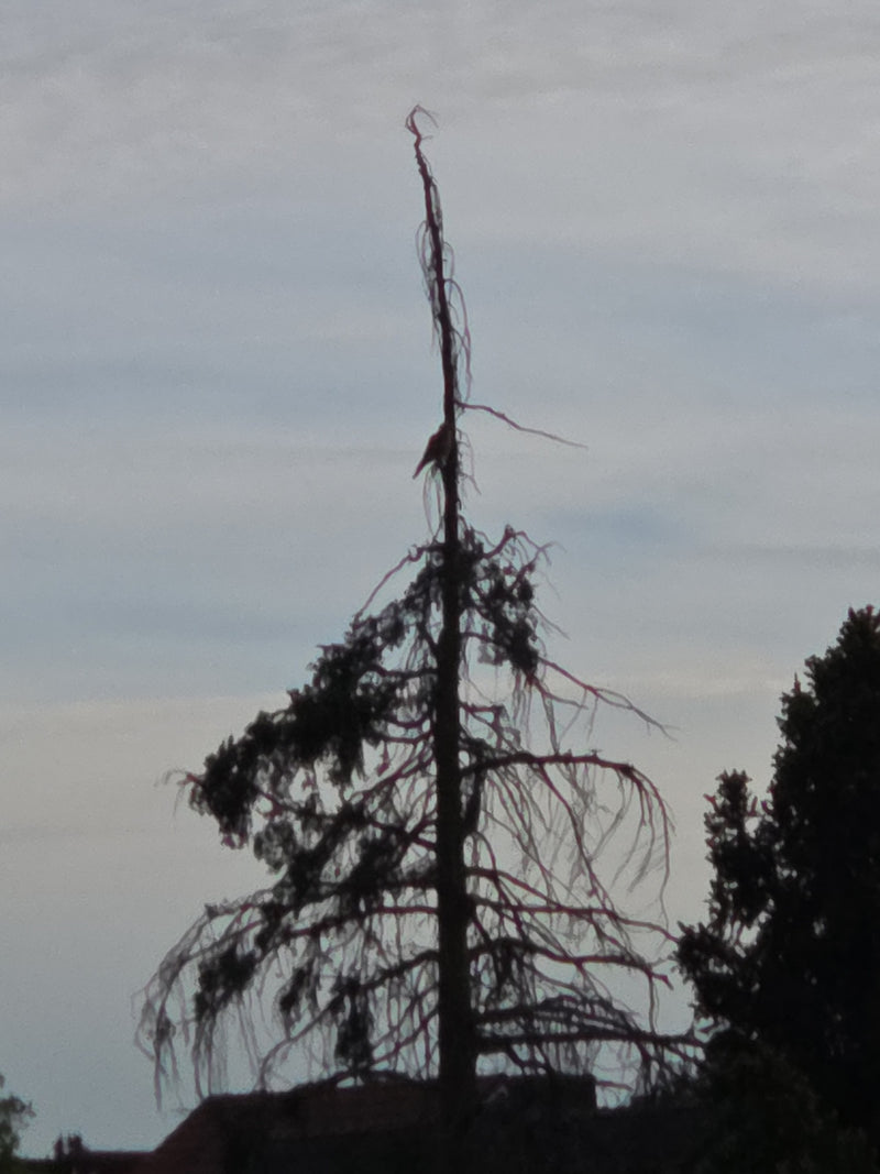 Ein Rotmilan sitzt in großer Entfernung auf der exponierten Spitze eines kahlen Baumes vor einem hellen Himmel.
