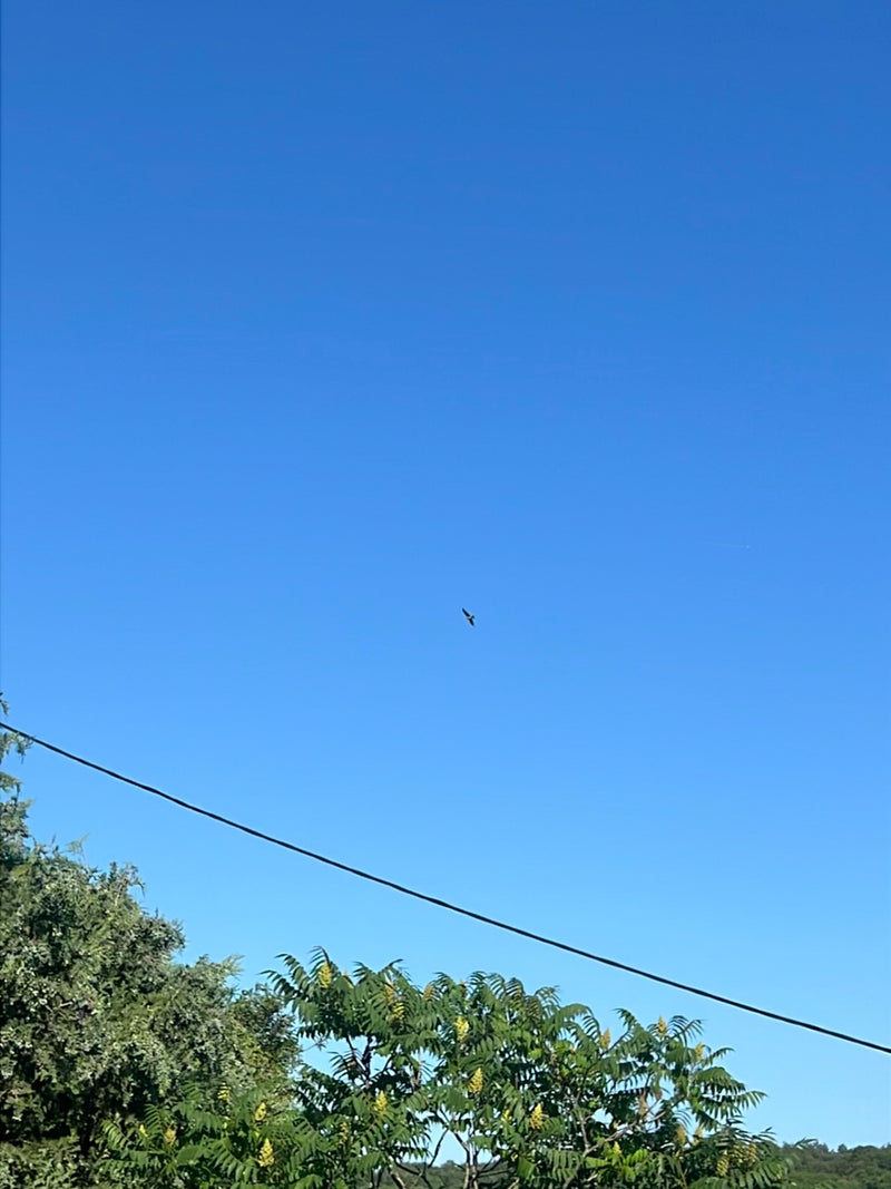 Ein einzelner Rotmilan fliegt hoch am blauen Himmel. Das Tier ist nur als kleiner Umriss erkennbar.