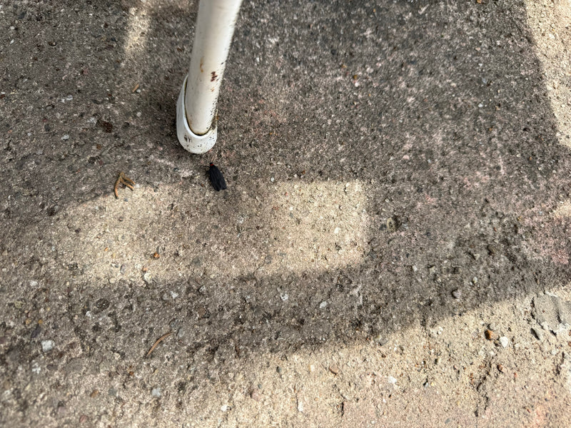 Rotnackiges Schwarzwidderchen — Bild 1 von 14