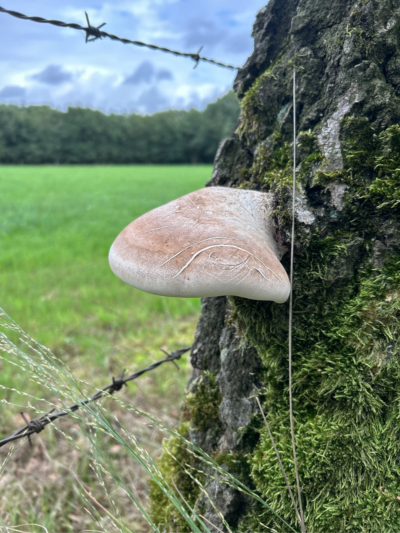 Ein Rotrandiger Baumschwamm wächst an einem moosbewachsenen Baumstamm am Rand einer Wiese. Der Fruchtkörper zeigt die typische Form und Farbgebung.
