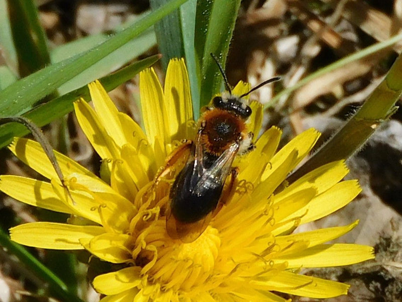 Auf dem Bild ist eine Rotschopfige Sandbiene zu sehen, die auf einer gelben Blüte sitzt. Sie zeigt die typische rotbraune Behaarung auf dem Rücken.
