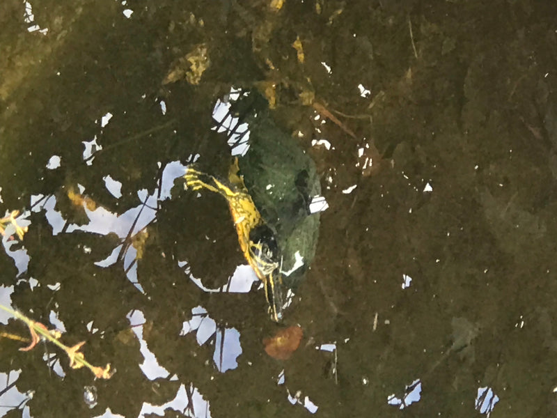 Rotwangen-Schmuckschildkröte — Bild 3
