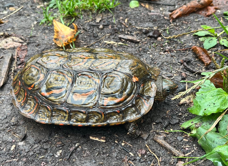 Rotwangen-Schmuckschildkröte — Bild 2
