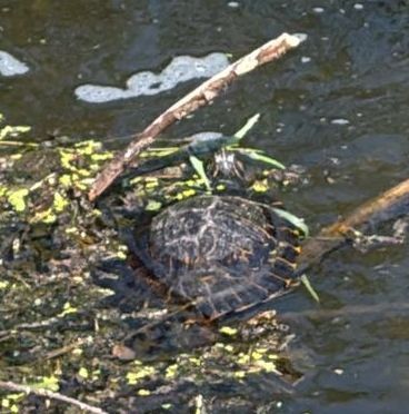 Rotwangenschmuckschildkröte — Bild 2
