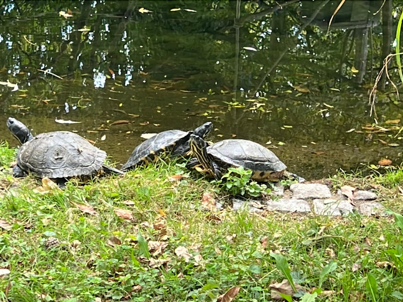 Rotwangenschmuckschildkröte — Bild 1