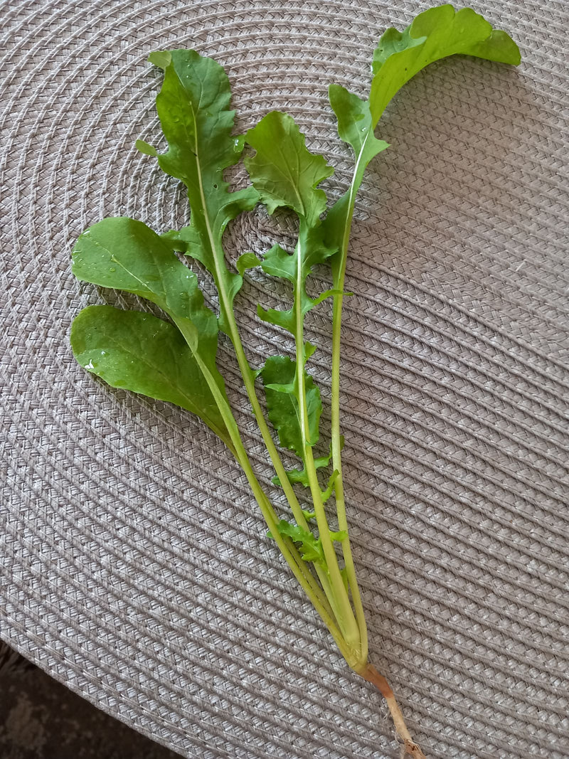 Rucola — Bild 1