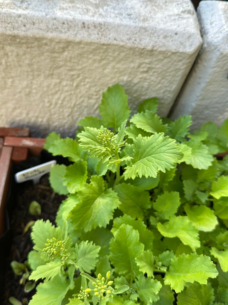 Rucola — Bild 2