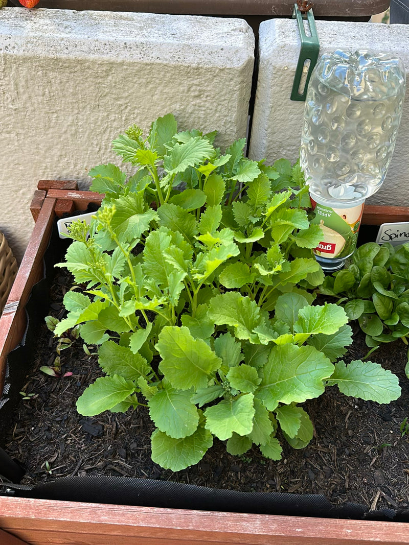 Rucola ist eine beliebte Salatpflanze aus der Familie der Kreuzblütengewächse. Die Pflanze bildet typische, gelappte Blätter und schießt bei warmem Wetter sc...