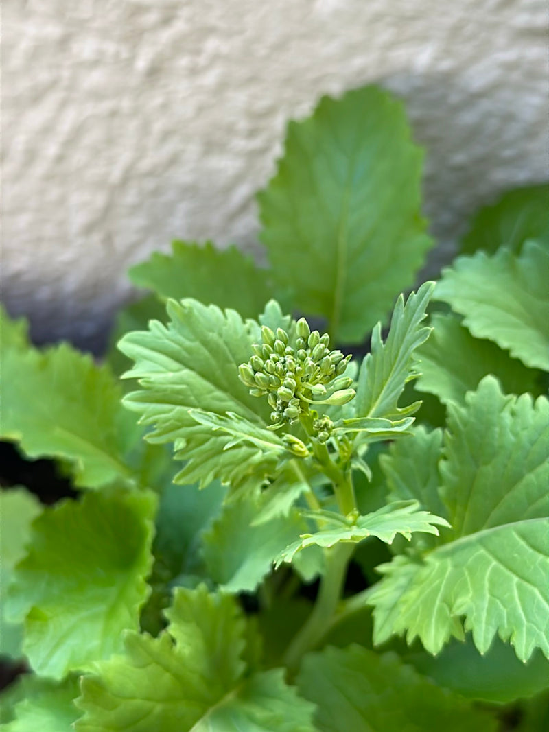 Rucola — Bild 3