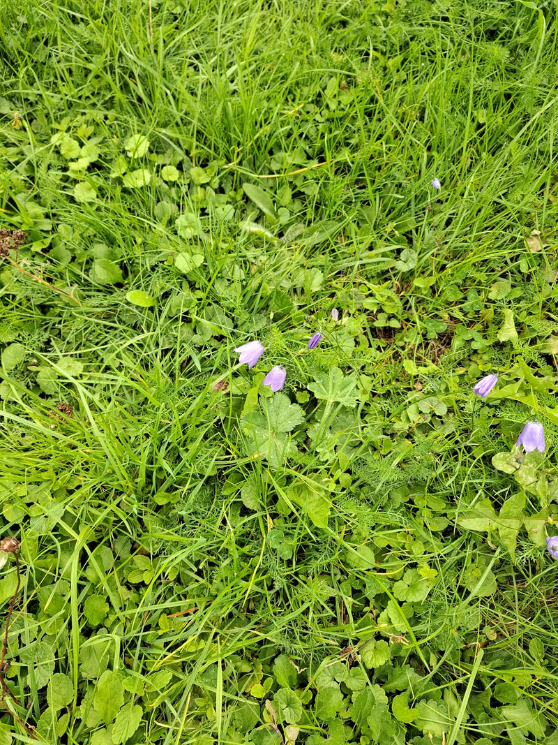Zarte, violette Glockenblüten ragen aus einer dichten Wiese mit grünem Gras und niedrigen Kräutern empor. Die Perspektive zeigt die Pflanzen von oben in ihre...