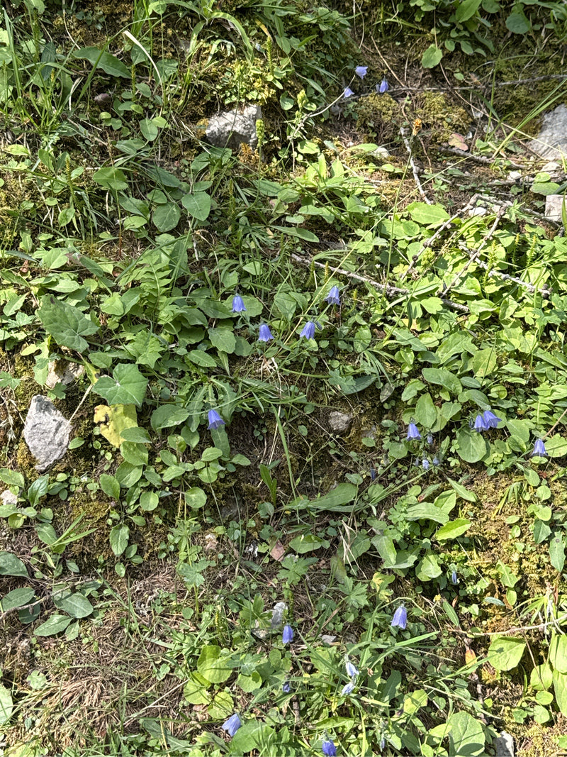 Mehrere zarte, blau-violette Blüten der Rundblättrigen Glockenblume wachsen verstreut auf einem bewachsenen Boden.