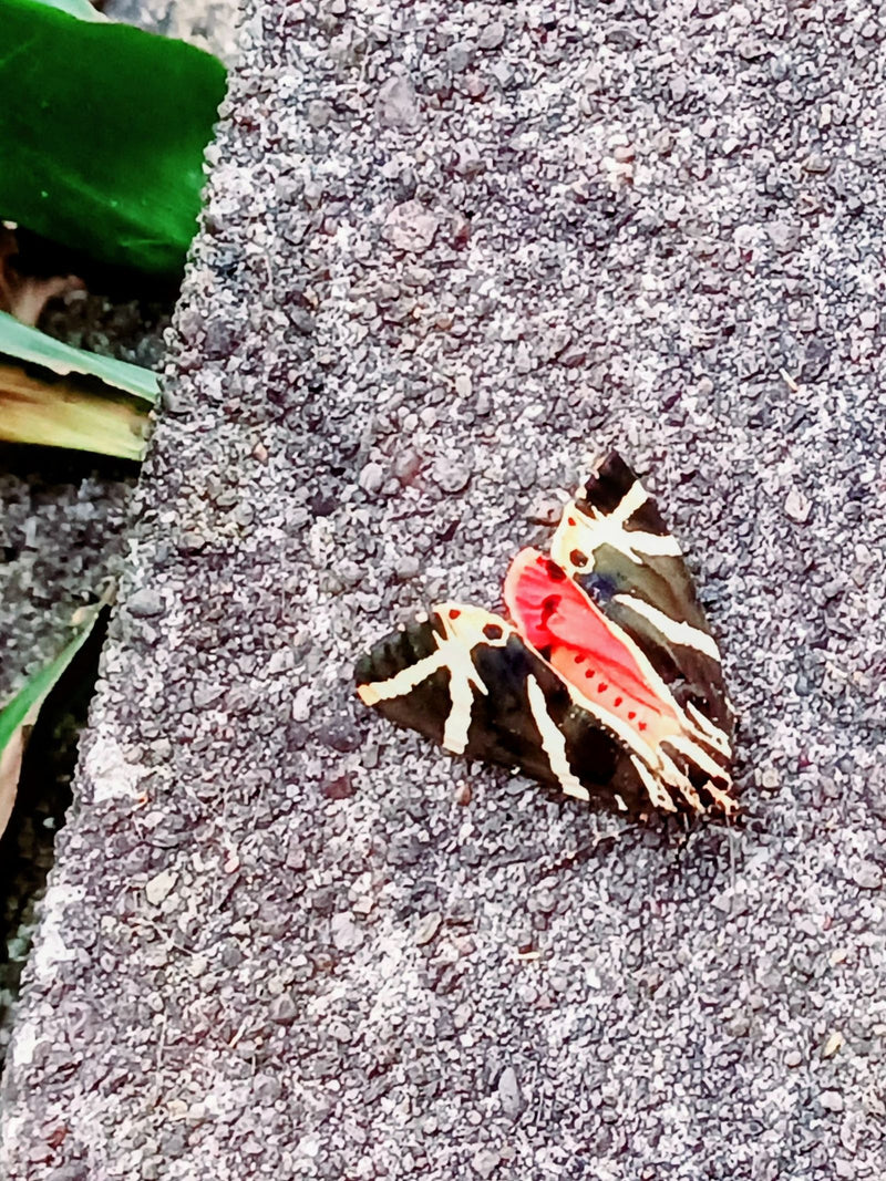 Ein Russischer Bär sitzt auf einer grauen Steinoberfläche. Die markant schwarz-weiß gestreiften Vorderflügel und die rote Hinterflügelpartie sind gut zu erke...