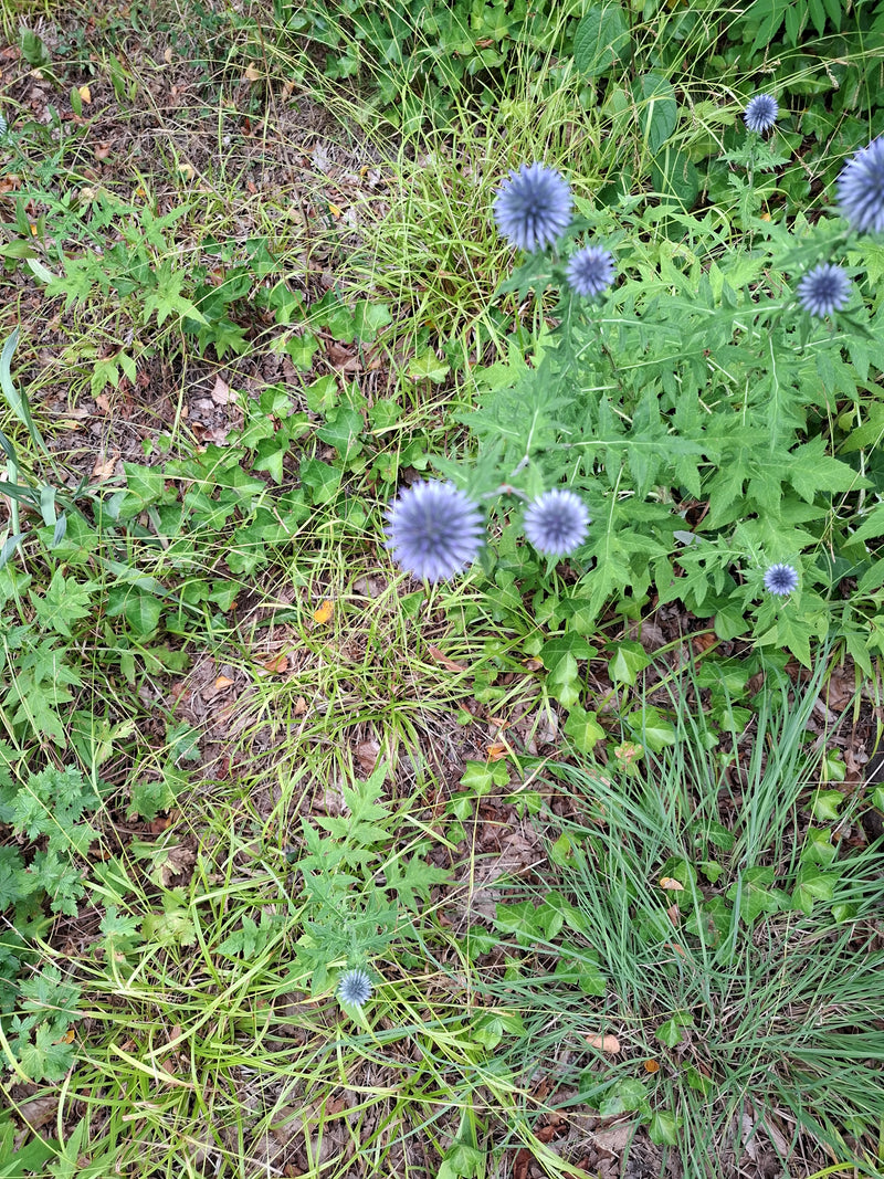 Auf dem Bild sind mehrere blaue Blütenköpfe der Kugeldistel zu sehen. Sie wachsen inmitten von grünem Gras und bodendeckenden Pflanzen.