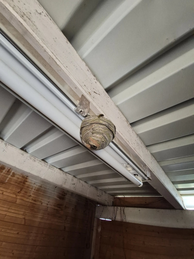 Zu sehen ist das typische papierartige Nest einer Sächsischen Wespe, das unter einer Deckenkonstruktion befestigt ist. Eine Arbeiterin befindet sich am Nest.