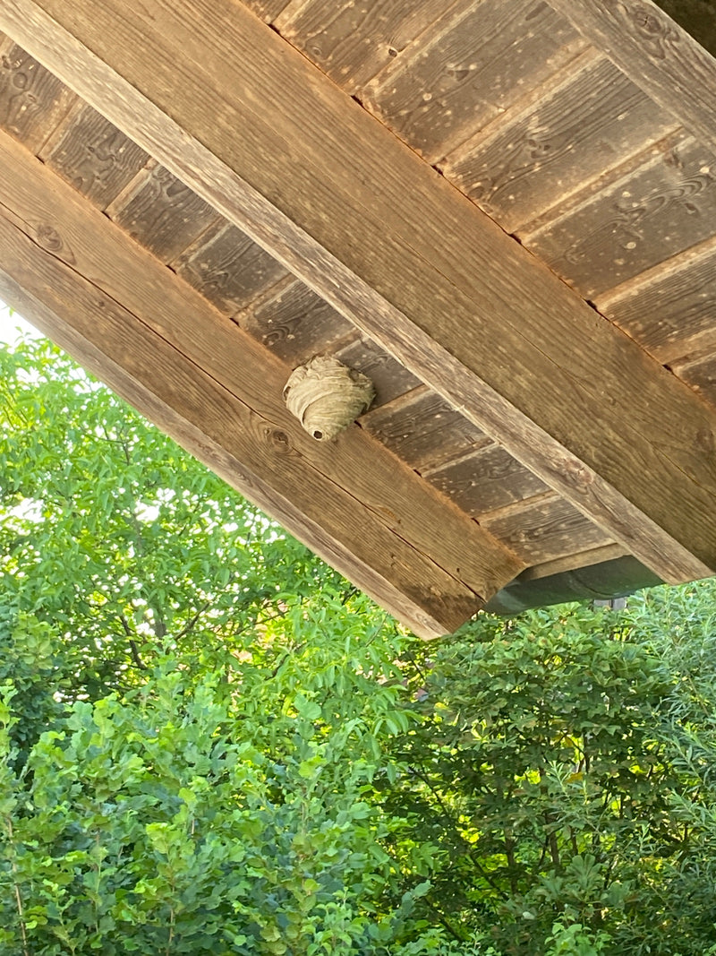 Unter einer hölzernen Dachkonstruktion hängt ein papierenes Wespennest. Im Hintergrund ist üppiges grünes Blattwerk zu sehen.