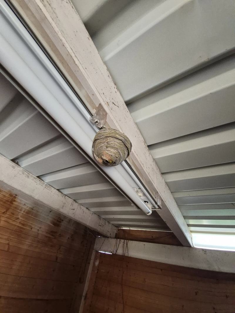 Zu sehen ist das Nest der Sächsischen Wespe, das unter einer Deckenlampe in einem Gebäude befestigt ist. Eine Wespe ist am Nest zu erkennen.