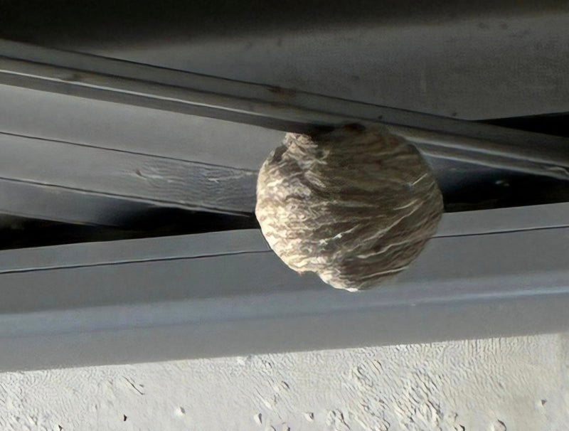 Zu sehen ist das typische graue, kugelförmige Nest einer Sächsischen Wespe. Es hängt geschützt unter einer Metallkonstruktion.
