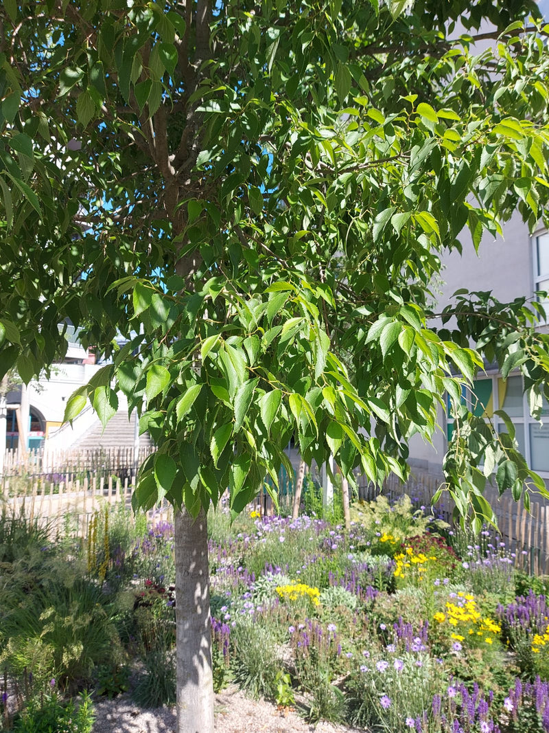 Zu sehen ist ein heranwachsender Südlicher Zürgelbaum mit charakteristischen gezähnten Blättern. Der Baum steht in einer städtischen Grünanlage mit blühenden...