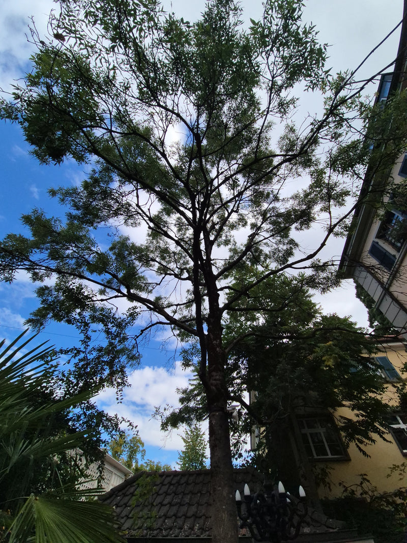 Zu sehen ist ein ausgewachsener Südlicher Zürgelbaum mit dichter Krone vor einem städtischen Hintergrund. Die Aufnahme zeigt den Baum von unten nach oben vor...