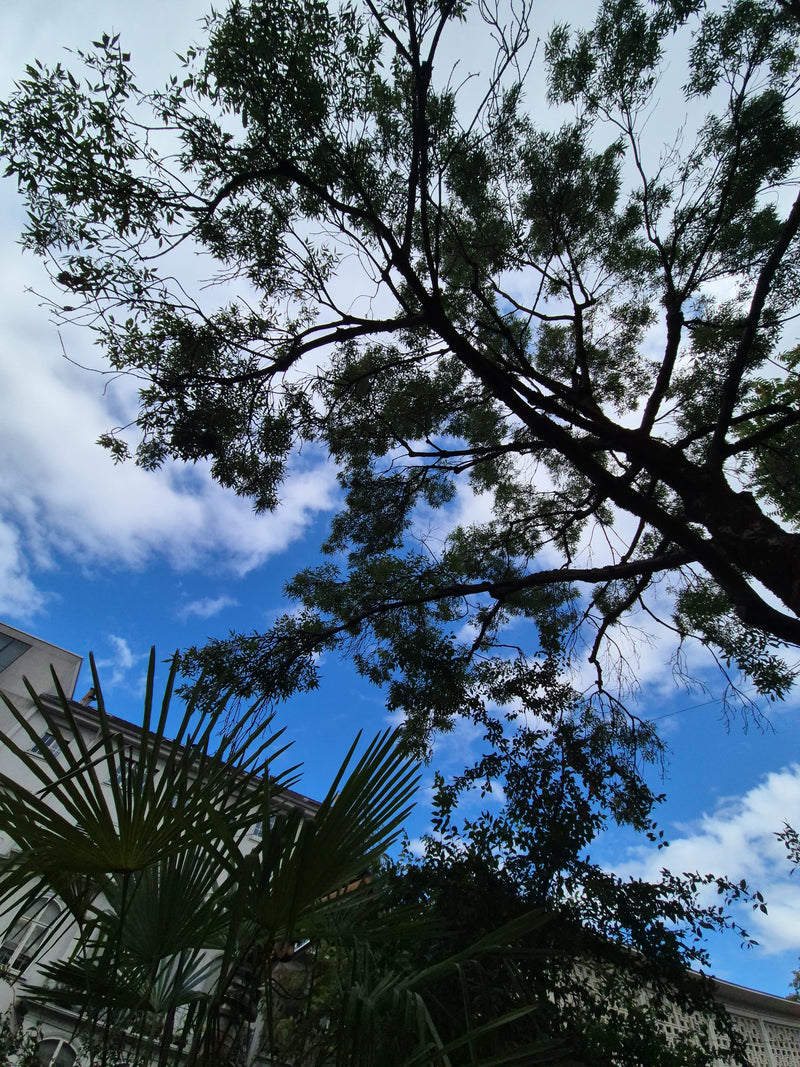 Zu sehen ist die Silhouette eines großen Baumes gegen den blauen Himmel mit vereinzelten Wolken. Unten links sind zudem Palmwedel und ein Gebäude zu erkennen.