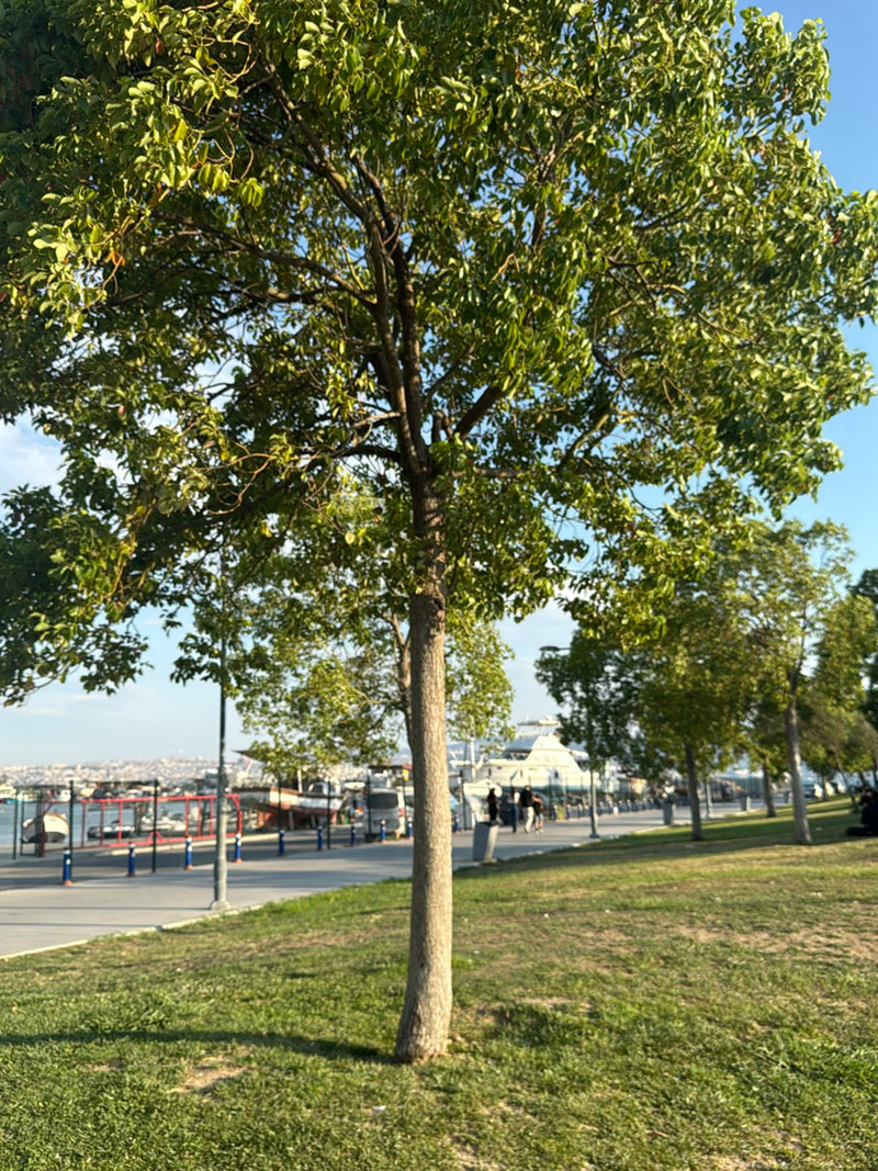 Das Bild zeigt einen mittelgroßen Südlichen Zürgelbaum mit einer glatten Rinde auf einer Rasenfläche. Im Hintergrund ist eine Uferpromenade mit Wasser zu sehen.