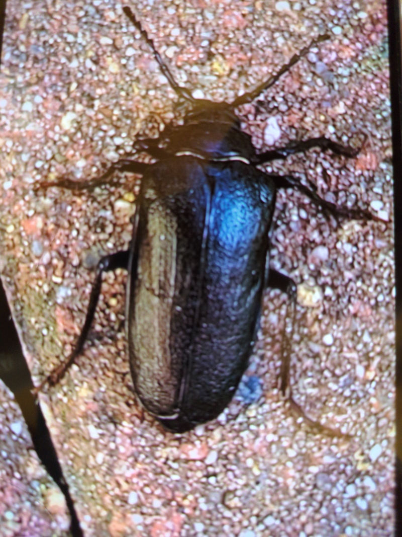 Sägebock — Bild 5 von 26