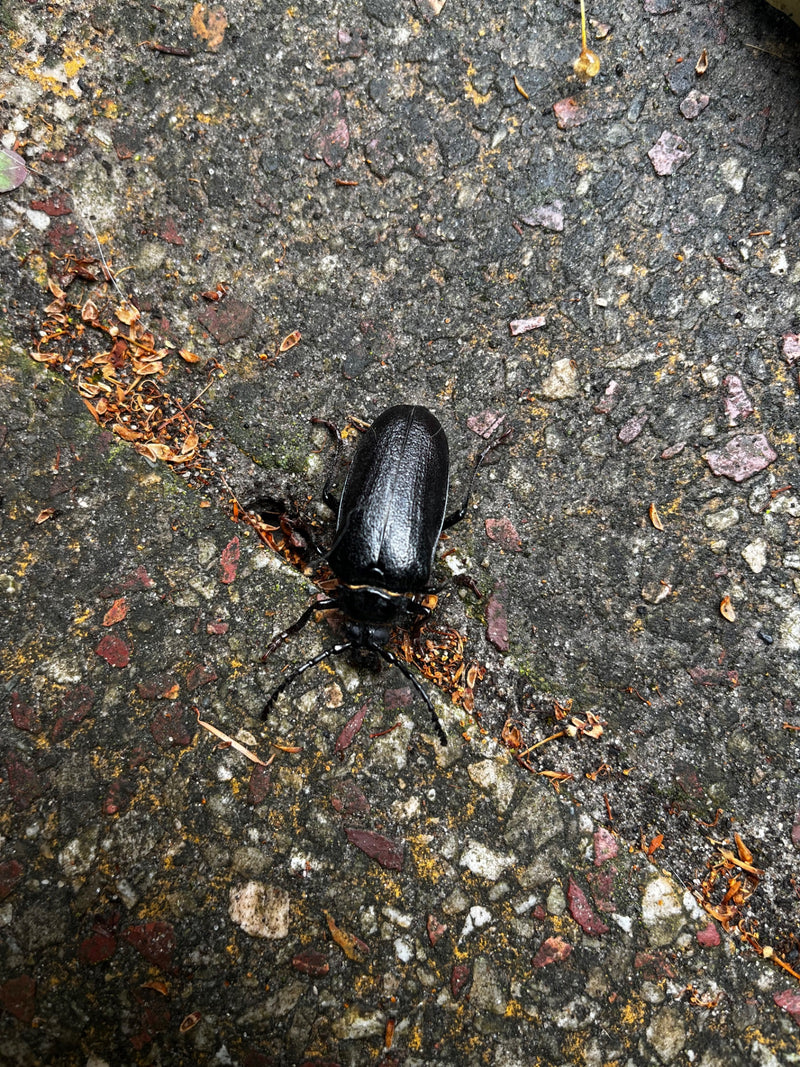 Sägebock — Bild 3 von 26