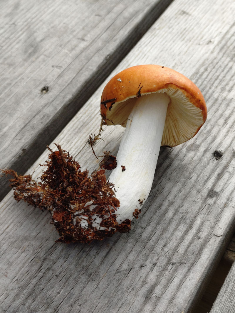 Safrangelber Scheidenstreifling — Bild 1 von 1