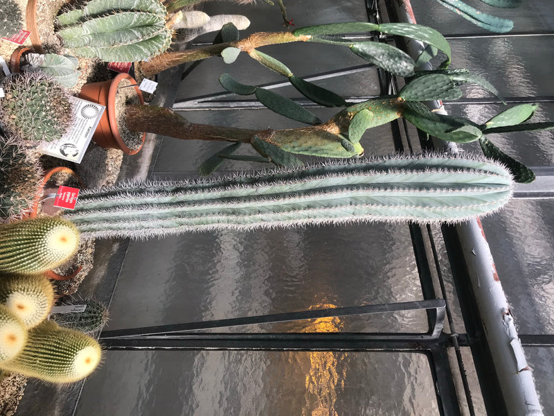 Saguaro-Kaktus — Bild 2 von 2