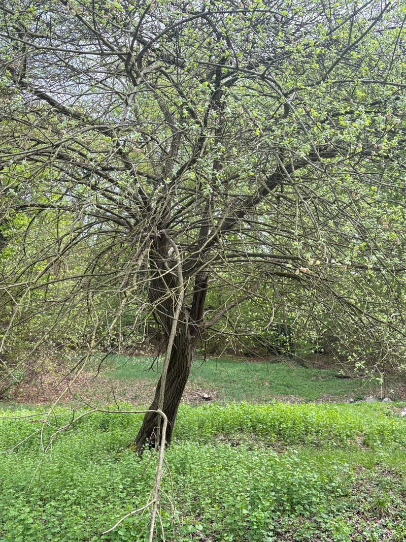 Zu sehen ist ein mittelgroßer Baum mit weit verzweigter Krone, der in einer waldnahen Umgebung steht. Die Äste tragen erste grüne Blätter und Knospen.