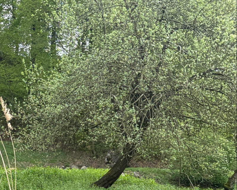Auf dem Bild ist eine Sal-Weide mit dichtem, frisch ergrüntem Blattwerk zu sehen. Der Baum steht in einer natürlichen Umgebung mit grünem Untergrund.