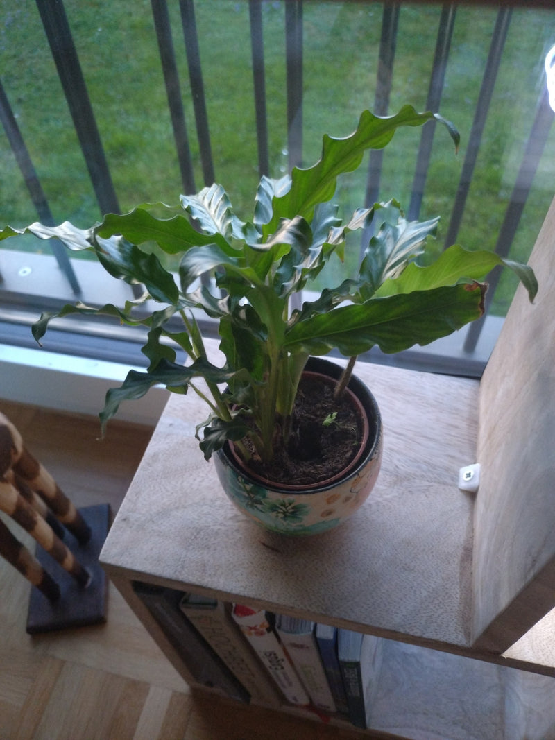 Auf dem Foto ist eine Samt-Korbmarante zu sehen, die in einem kleinen Blumentopf auf einem Holzregal steht. Die charakteristischen, gewellten Blätter der Pfl...
