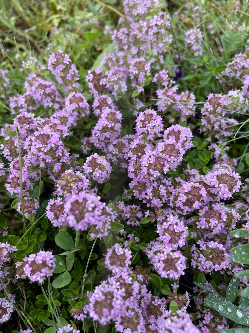 Zu sehen ist eine dichte Polsterung aus blühendem Quendel mit zahlreichen kleinen, violetten Blüten.