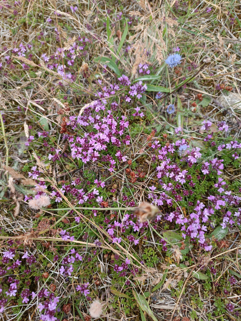 Das Foto zeigt blühenden Quendel mit vielen kleinen violetten Blüten auf einem trockenen Untergrund. Die krautige Pflanze wächst dicht über dem Boden zwische...