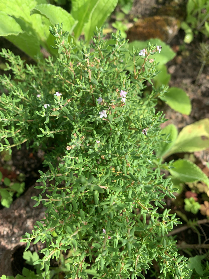 Das Foto zeigt eine blühende Quendelpflanze mit feinen, grünen Blättern und kleinen rosafarbenen Blüten von oben.