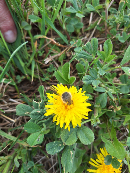 Sandbiene (Andrena) – Bild 3