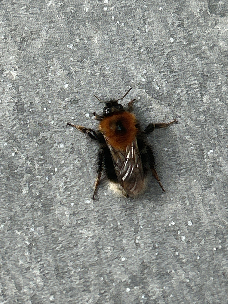 Eine Baumhummel sitzt mit ausgebreiteten Beinen in der Draufsicht auf einer hellgrauen, körnigen Oberfläche.