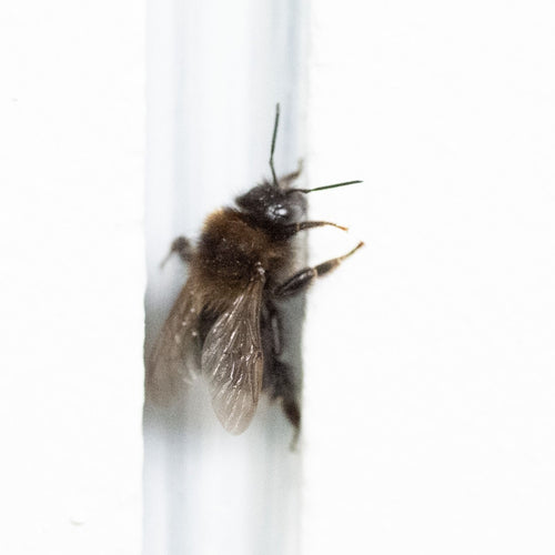Sandbiene (Andrena), 27.05.2026