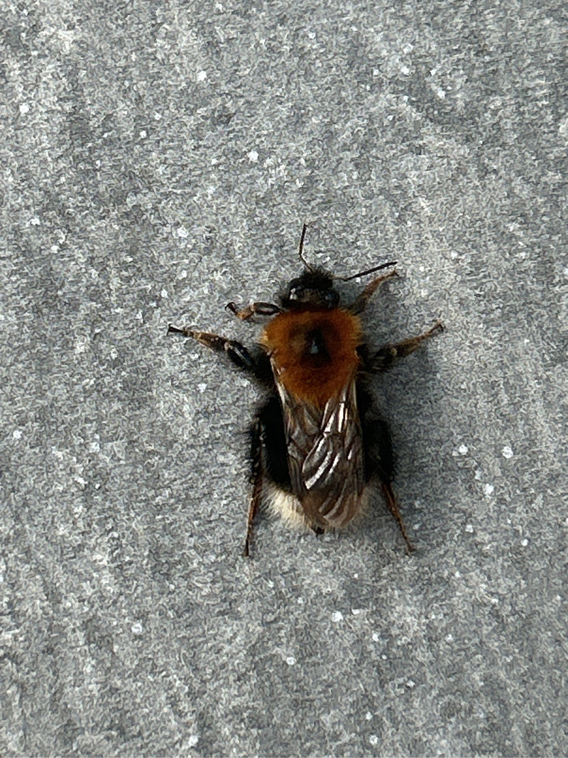 Eine Baumhummel ruht mit ausgebreiteten Beinen auf einer grauen Steinfläche in der Draufsicht.