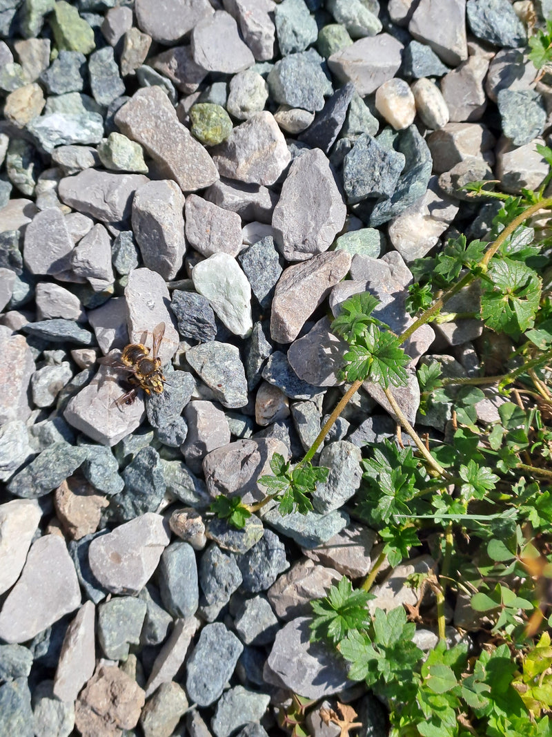 Auf dem Foto sitzt eine Sandbiene auf einem grauen Schotterbett neben kleinen grünen Pflanzen. Das Inekt ist gut erkennbar.