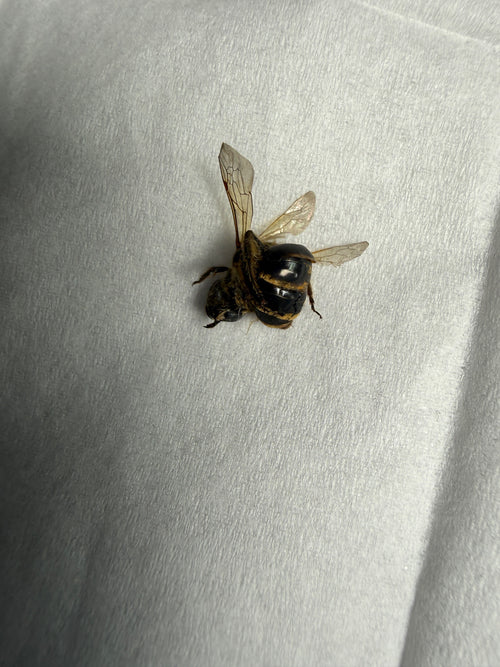 Sandbiene (Andrena) – Bild 4
