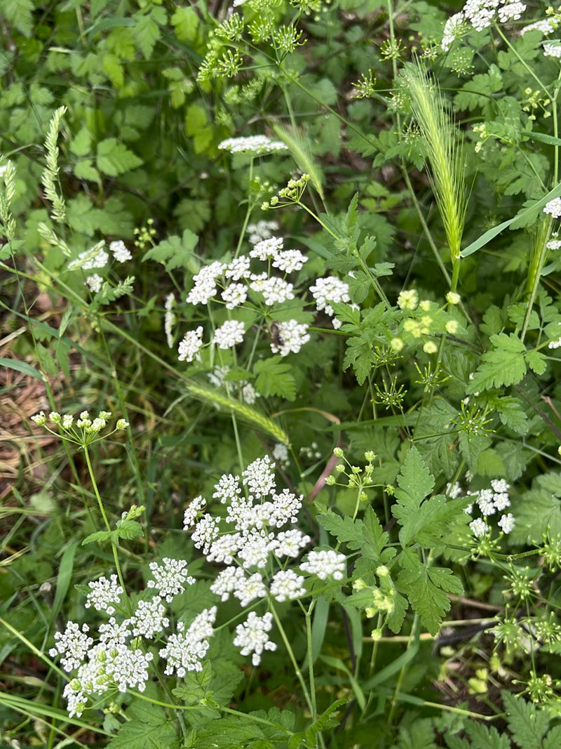 Sandbienen sind wichtige, solitäre Bestäuber, die ihre Nester meist in sandigen Böden anlegen. Sie sind friedlich, für den Menschen völlig harmlos und spiele...