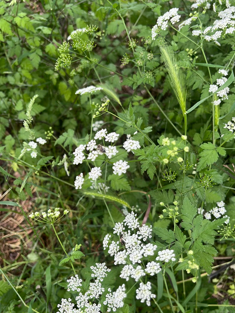 Sandbienen sind wichtige, solitäre Bestäuber, die ihre Nester meist in sandigen Böden anlegen. Sie sind friedlich, für den Menschen völlig harmlos und spiele...