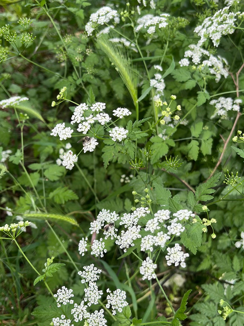 Sandbienen sind wichtige, solitäre Bestäuber, die ihre Nester meist in sandigen Böden anlegen. Sie sind friedlich, für den Menschen völlig harmlos und spiele...