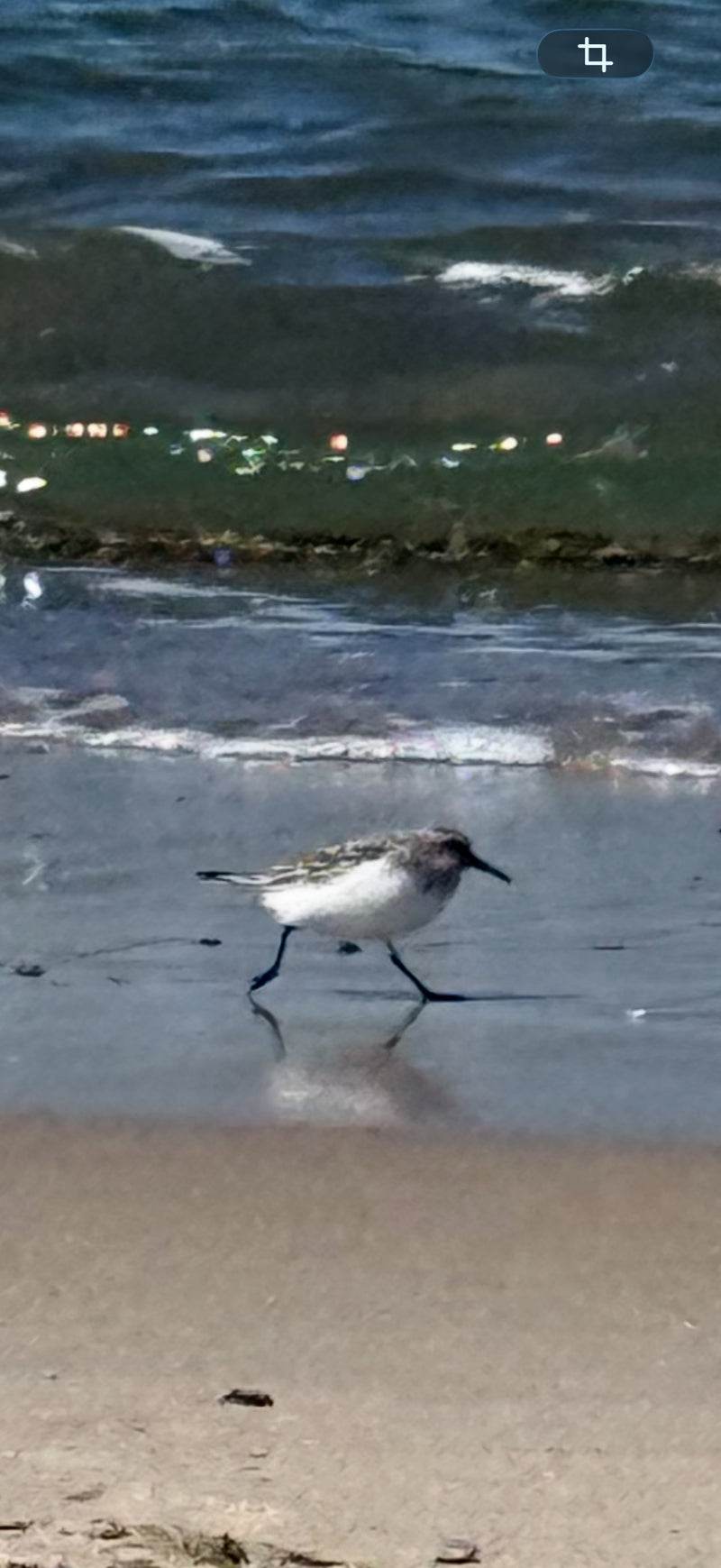 Sanderling — Bild 2 von 10