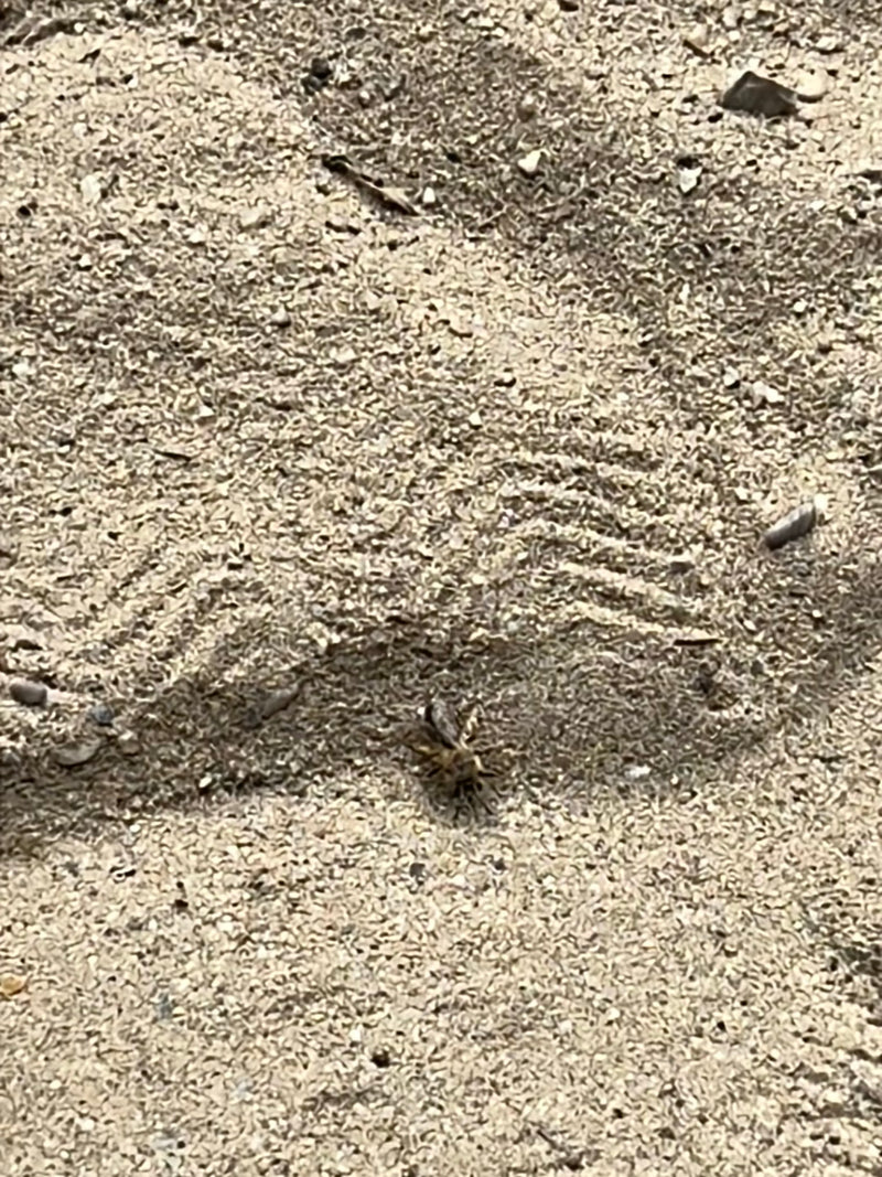 Sandlaufkäfer — Bild 2 von 10