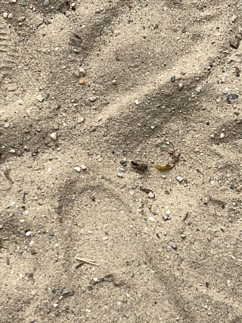 Sandlaufkäfer — Bild 1 von 10