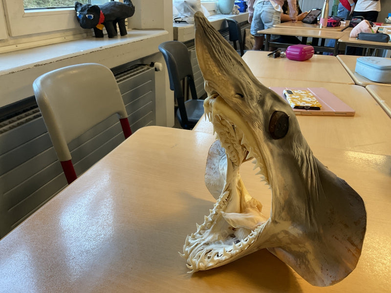 Sandtigerhai — Bild 1 von 1